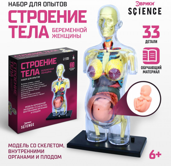 Набор для опытов «Строение тела беременной женщины»