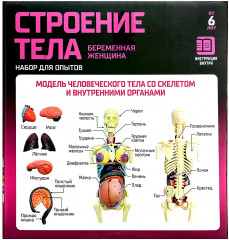 Набор для опытов «Строение тела беременной женщины» - Фото 14
