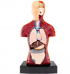 Набор для опытов «Строение тела» - Фото 2