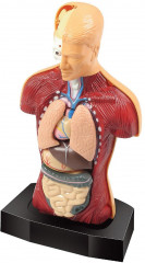 Набор для опытов «Строение тела» - Фото 3