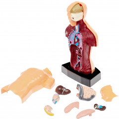 Набор для опытов «Строение тела» - Фото 5