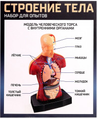 Набор для опытов «Строение тела» - Фото 9