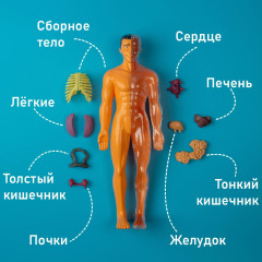 Набор для опытов «Строение тела» - Фото 9