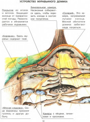 Животные - Фото 3