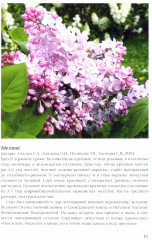 Сирень памяти. 100 сортов «Русской сирени» - Фото 2