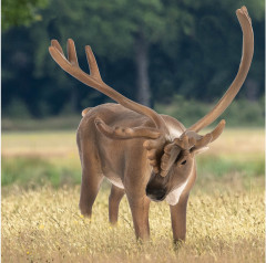 Фигурка «Северный олень» - Фото 3