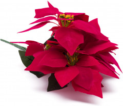 Букет пуансеттия - Фото 1