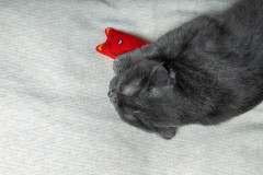 Игрушка для кошек «Котик» - Фото 4