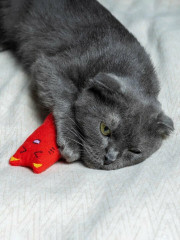 Игрушка для кошек «Котик» - Фото 5