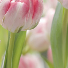 Фотообои «Secret Garden» (368 х 254 см) - Фото 1