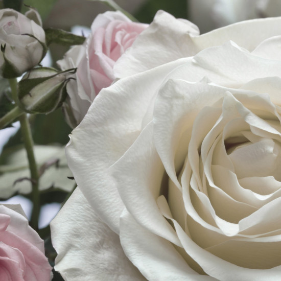 Фотообои «Floraison» (368 х 254 см)