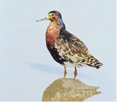 Птицы России - Фото 1