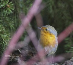 Птицы России - Фото 2