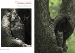 Птицы России - Фото 3