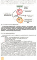 Принципы гормональной регуляции и работы сигнальных путей - Фото 4