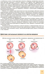 Принципы гормональной регуляции и работы сигнальных путей - Фото 5