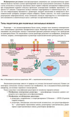 Принципы гормональной регуляции и работы сигнальных путей - Фото 7
