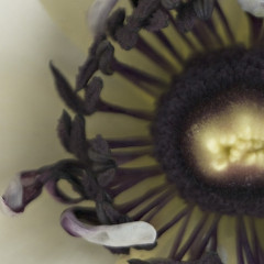 Фотообои «Day Dream» (92 х 220 см) - Фото 1