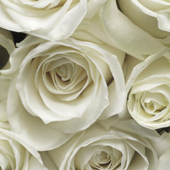 Фотообои «A la Rose» (368 х 254 см) - Фото 1
