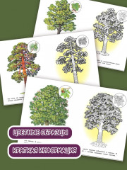 Раскраска «Деревья» - Фото 1