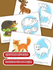 Раскраска «Лесные животные» - Фото 1