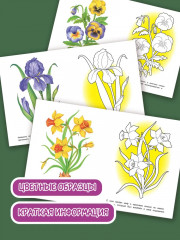 Раскраска «Садовые цветы» - Фото 1