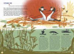 Волга. Один год из жизни пресноводного биома - Фото 3