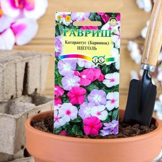 Семена. Катарантус розовый «Щеголь»
