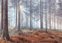 Загадки леса. Удивительная жизнь зелёной экосистемы планеты - Фото 5