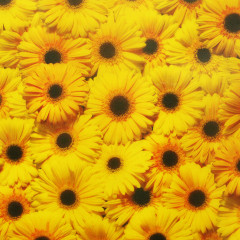 Бумага упаковочная транспарентная «Гербера» - Фото 3