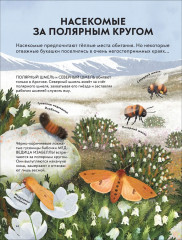 Детская энциклопедия насекомых - Фото 6