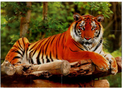 Набор кубиков «Экзотические животные» - Фото 1