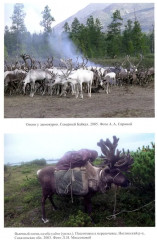 Тунгусо-маньчжурские народы Сибири и Дальнего Востока - Фото 8