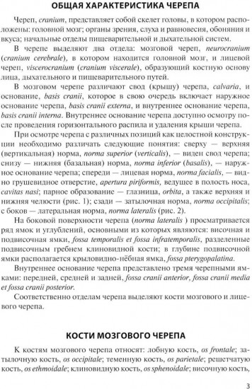 Клиническая анатомия черепа