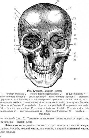Клиническая анатомия черепа