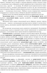 Клиническая анатомия черепа - Фото 5