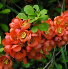 Набор для выращивания «Айва японская» - Фото 4