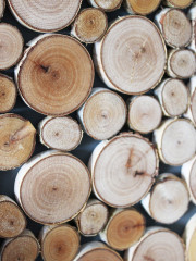 Стеновая панель из спилов березы - Фото 3