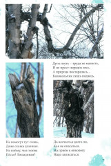 Причуды Камчатского леса - Фото 5