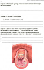 Анатомия человека. Спланхнология. Часть 4. Пищеварительная система: тетрадь-практикум - Фото 4