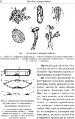 Целебные яды растений - Фото 8