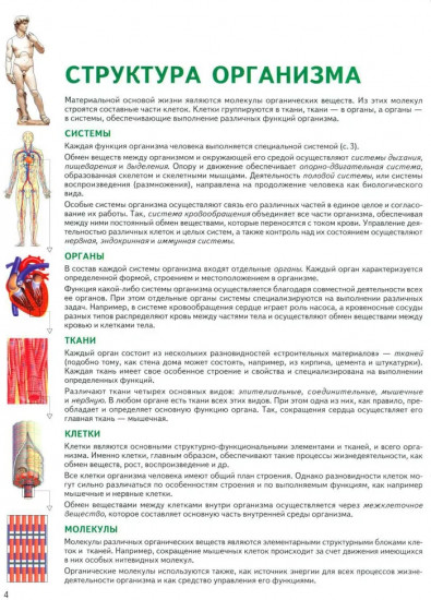 Человек. Атлас