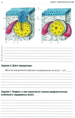 Анатомия человека. Спланхнология Часть 6. Эндокринная система, иммунная и лимфатическая системы - Фото 2
