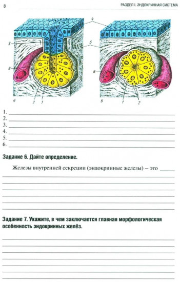 Анатомия человека. Спланхнология Часть 6