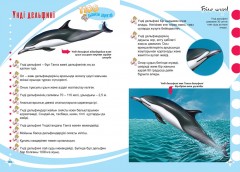 Акулалар, дельфиндер және киттер - Фото 4