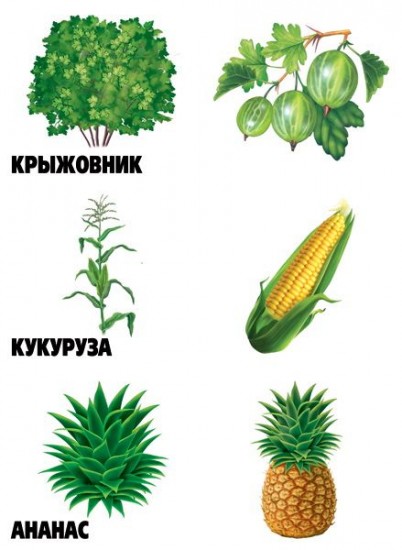 Игра настольная «Где растет огурчик?»