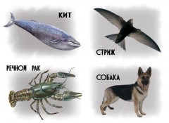 Игра настольная «Гнездо, улей, нора или кто где живет?» - Фото 1