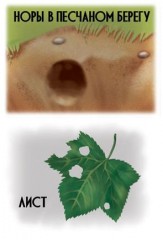 Игра настольная «Гнездо, улей, нора или кто где живет?» - Фото 2