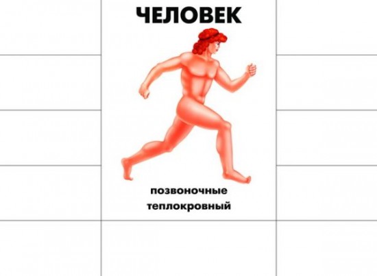 Игра настольная «Кто как устроен»