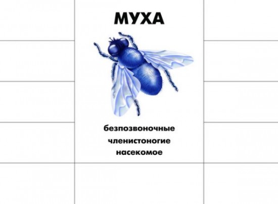 Игра настольная «Кто как устроен»